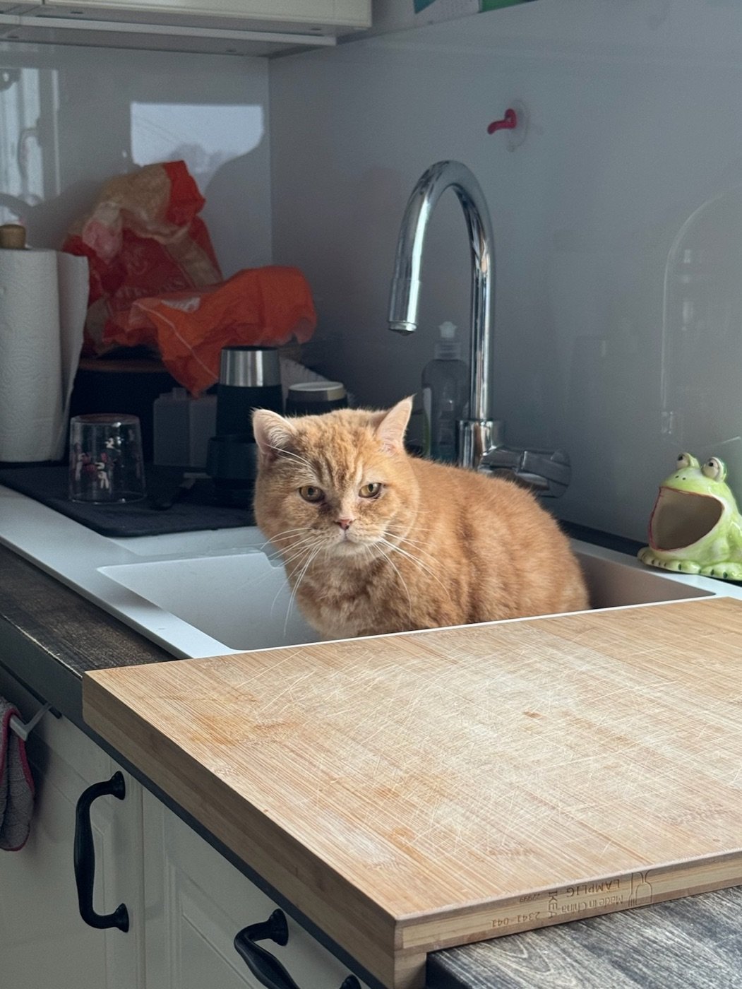 Katze sitzt in der Küchenspüle